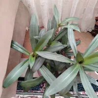 گیاه زیبا و بزرگ|گل و گیاه طبیعی|بیرجند, |دیوار