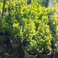 خریدار گلدان دست دوم سطل ۳نیم