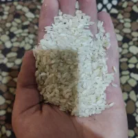 برنج کامفیروزی