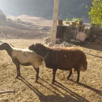 یک راس قوچ قزل افشار شیره دار|حیوانات مزرعه|پاپی, |دیوار