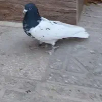 چند عدد کبوتر