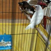 فنچ بنگالی|پرنده|تهران, وحیدیه|دیوار