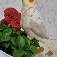عروس هلندی به اسم لیمو گم شده