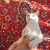 گربه سفید|گربه|سیاهکل, |دیوار