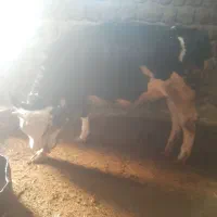 یک راس گوساله داشتی