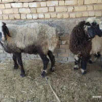 میش وبره
