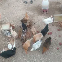 بیست عدد مرغ و بوقلمون ماده