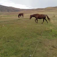 اسب|اسب و تجهیزات اسبسواری|ارومیه, |دیوار