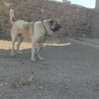 سرابی 6ماهه|سگ|تهران, لاله زار|دیوار