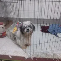 یک عدد سگ توله سه ونیم ماهه شیت سوپر فلت کوچک ریز|سگ|گرگان, |دیوار