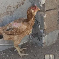 تخم لاری اصیل