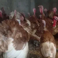 30عد تخم نطفه دار|حیوانات مزرعه|نجف‌آباد, جوزدان|دیوار