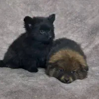 توله پامر|سگ|اصفهان, رهنان|دیوار