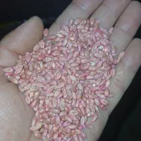 بذر گندم پیشگام پرورشی