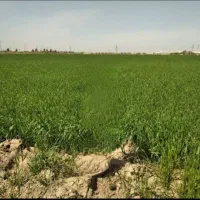 زمین-زراعی