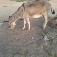 خرامیرزرگان
