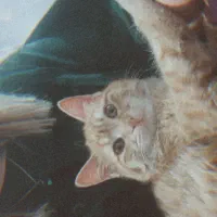 گربه میکس دی اس اچ و اسکاتیش|گربه|گرگان, |دیوار