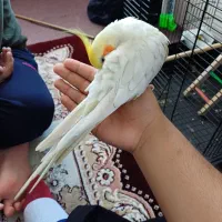 عروس هلندی|پرنده|آق قلا, |دیوار