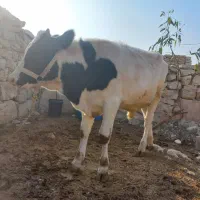 فروش گوساله سیمیتال نر