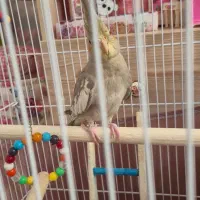 عروس هلندی ۶ ماهه نر