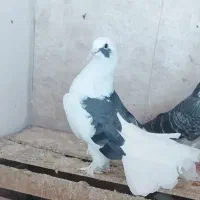 یک جفت کفتر دوکت و ترکی