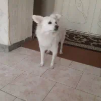 اشپیتز پدر و توله ها|سگ|قرچک, مجتمع مسکونی طبیعت|دیوار