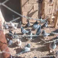 مسافتی|پرنده|کازرون, |دیوار