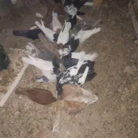 انواع کفتر کله،دم و سینه و طوق|پرنده|اقلید, |دیوار