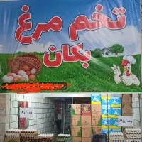 فروش تخم مرغ به قیمت عمده شانه ای175