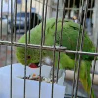 فروش ملنگو نر  اهلی اهلی  ۱۰ماهه.|پرنده|سردشت, |دیوار