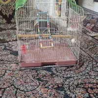 قفس پرنده