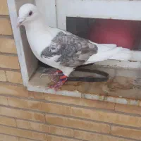 کفتر پشتی آلمانی|پرنده|شیراز, قدوسی شرقی|دیوار