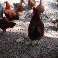 خروس بالغ