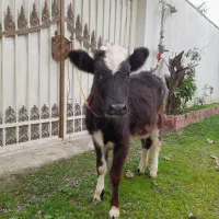 لیشه گاودورگ ۵ماهه خوش خوراک وسلامت