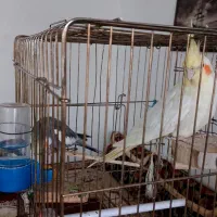 عروس هلندی نر و ماده