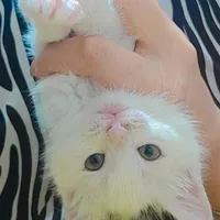 بچه گربه|گربه|گلبهار, |دیوار