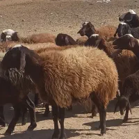 میش آبستن میش بره|حیوانات مزرعه|کوهدشت, |دیوار