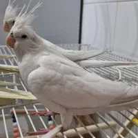 عروس هلندی|پرنده|بهارستان, |دیوار