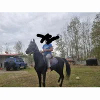 فروش اسب ترکمن با خط خونی خوب با مدارک|اسب و تجهیزات اسبسواری|لولمان, |دیوار