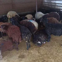 تمام گوشت وکم چربی گوسفند ارگانی زنده وخوش خوراک
