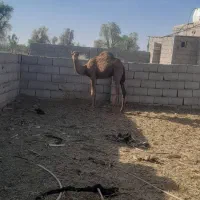 شتر|حیوانات مزرعه|کرمان, |دیوار