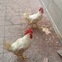 ۲عدد خروس ماشینی