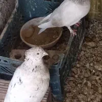 ۱۲ جفت کبوتر مولد رنگی افغانی و چادری سرور ضمانتی