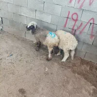 بره