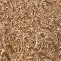 گندم اوکراینی