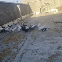 کبوتر|پرنده|جونقان, |دیوار