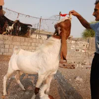 فروش پازن گلابی