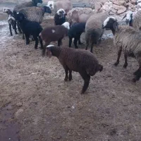 گوسفند زایده بر نر و قوچ