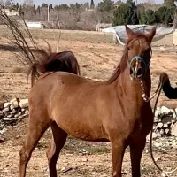 اسب مادیان ترکی با فنوتیپ بینظیر و شکم طلا