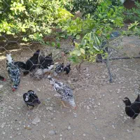 مرغ و خروس گلین|حیوانات مزرعه|کنار تخته و کمار, |دیوار